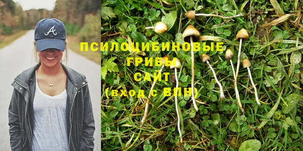 прущие грибы Аркадак