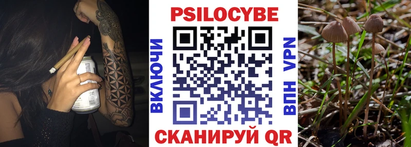 Галлюциногенные грибы Psilocybine cubensis  Кочубеевское 